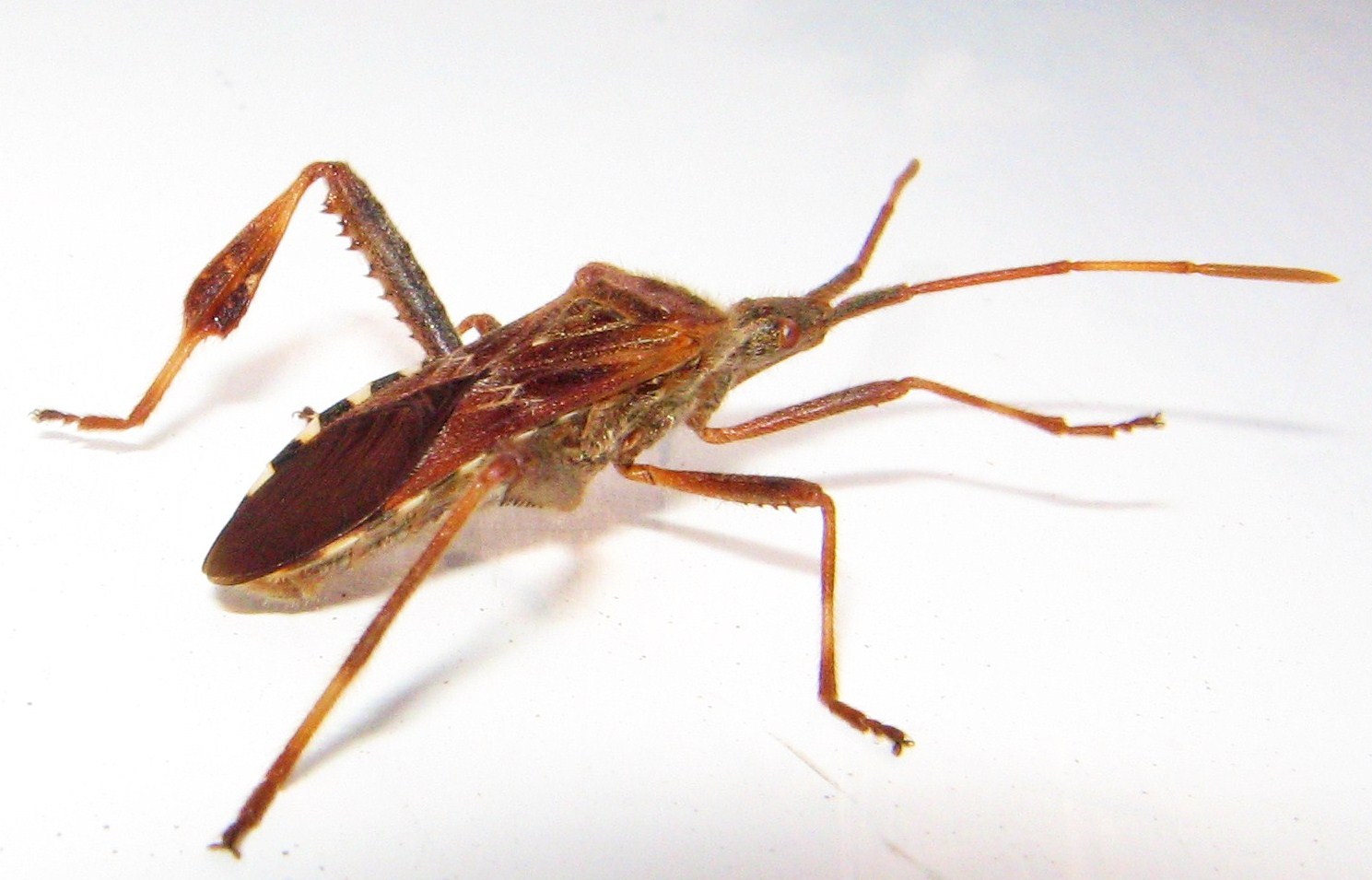 Coreidae: Leptoglossus occidentalis della Sardegna